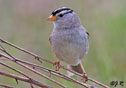 Zonotrichia leucophrys